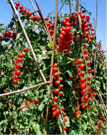 地康源肥料：讓紅貴人番茄的“天賦”，結(jié)出更驚艷的豐收